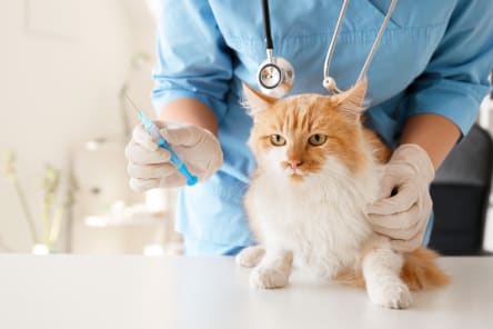 Cat being vaccinated by vet, Westport Vets