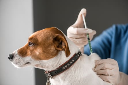 Bordetella Vaccine Reaction in Dogs, Westport Vets