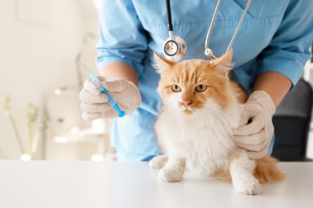 Why Indoor Cats Should Be Vaccinated, Westport Vets