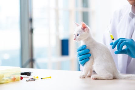 White cat receiving vaccinations, Westport Vets